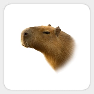 Capybara Sticker